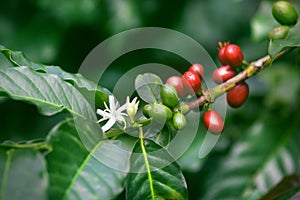 Coffee berries and blossom