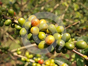 Coffee berries on bush branch