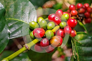 Coffee berries cherries grow in clusters along the branch of t
