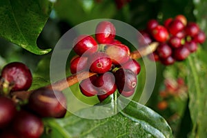 Coffee berries cherries grow in clusters along the branch of t