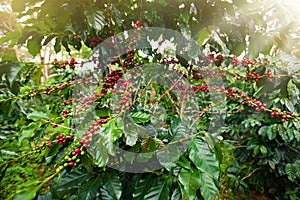 Coffee berries in a coffee plantation