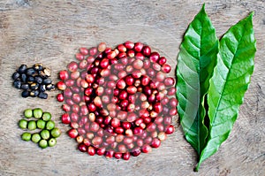 Coffee berries in different stages