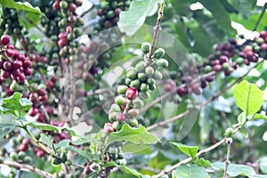 Coffee berries hang on tree in Norther of Thailand