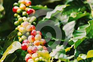 Coffee berries on its tree