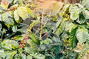 Coffee berries on its tree