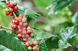 Coffee berries on its tree