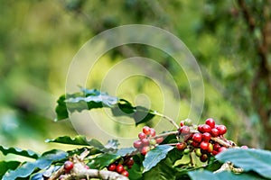 Coffee berries on its tree