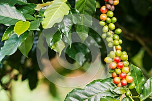 Coffee berries on its tree