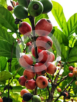 Coffee berries. The red ones are ripe. Bountiful. Beautiful sight on the exotic tree.