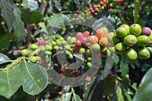 Coffee berries ripe on the plant with coffee farm, mocha and catimor part 4