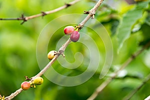 Coffee berries on a tree branch