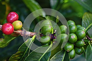 Coffee Berries Unpicked