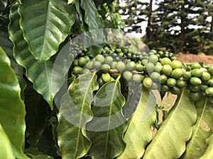 Coffee Berries - Waiting to Ripen