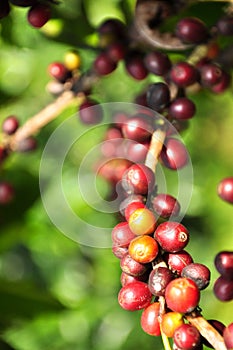 Coffee berry