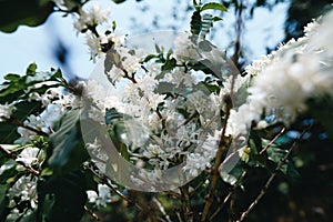 coffee blossoms at the coffee plant in the garden