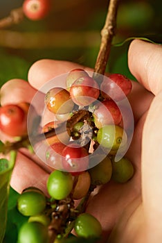 Coffee branch in farmer hand