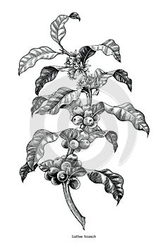 Coffee branch hand drawing vintage clip art isolated on white ba