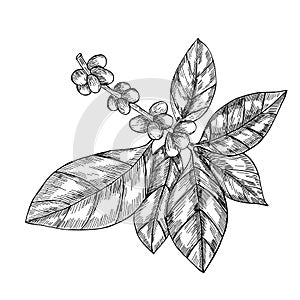 Coffee branch with leaf, berry, coffee bean, fruit, seed. Natural organic caffeine. Hand drawn vector illustration