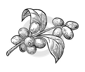 Coffee branch with leaf and berry. Hand drawn vector vintage engraving illustration on white background