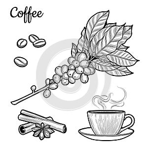 Coffee branch. Plant with leaves, berries. Natural caffeine drink. Cinnamon sticks, anise.