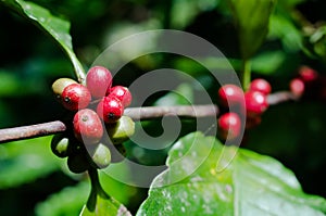 Coffee branch with red and green berries