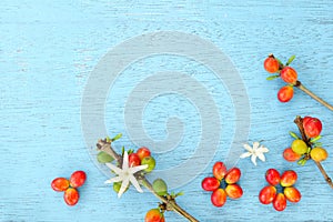 Coffee branch, ripe fruit or berries and leaves flat lay on blue wooden background.