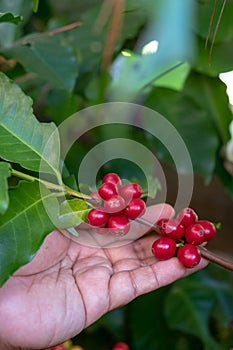 Coffee Cherries