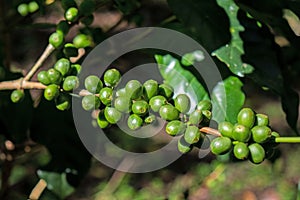 Coffee Cherries