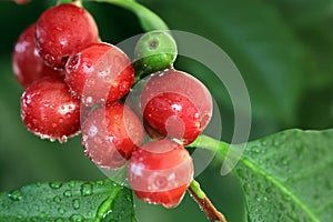 Coffee cherries