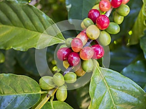 Coffee cherries