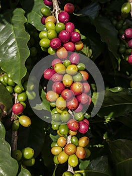 Coffee cherries