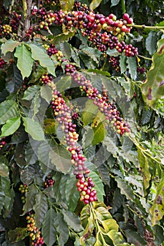 Coffee cherries