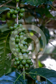 Coffee Cherries Bunch in Nature