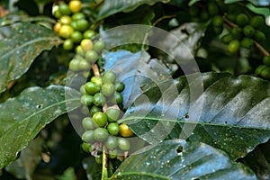 Coffee Cherries Bunch in Nature