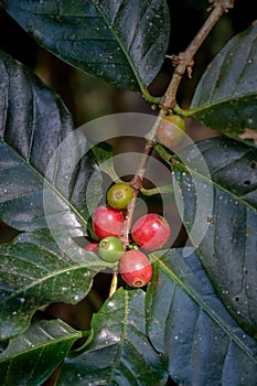 Coffee Cherries Bunch in Nature