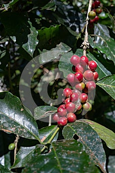 Coffee Cherries Bunch in Nature