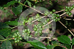 Coffee Cherries Bunch in Nature