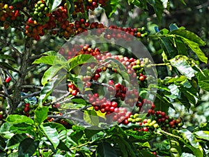 Caffè ciliegie sul caffè un albero 