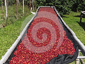 Coffee cherries lying to dry on bamboo raised beds in boquete