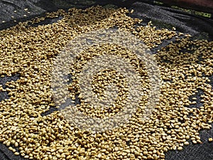 Coffee cherries lying to dry on bamboo raised beds in boquete