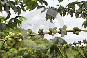 Coffee cherry detail photo