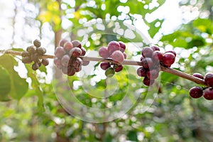 Coffee cherry fruits in the garden spring season