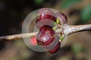 coffee cherry on coffee tree