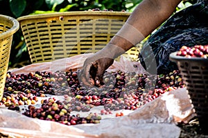 coffee classification