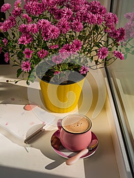 Coffee cup chocolate notebook beautiful pink autumn Chrysanthemum flowers in yellow pot on window. Cozy home