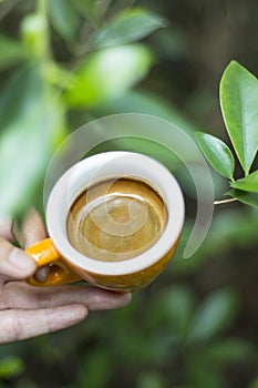 Coffee cup with green leaves background