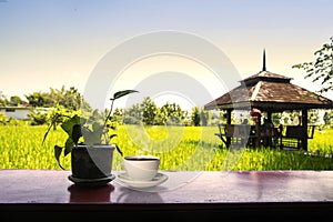 Coffee cup on the rice fields background. Beautiful Nature