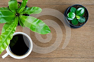 Coffee cup with small plant on wooden table background. Top view with copy space