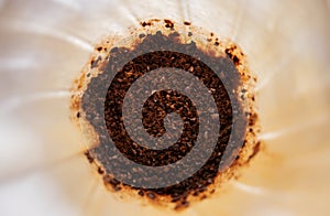Coffee Drip Concept. Home Brew. Closeup of Wet Coffee Ground in a Dripper photo