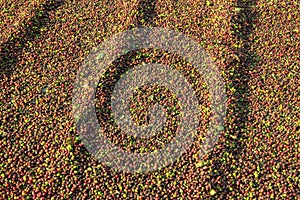 Coffee Drying at the Sun